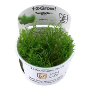 Tropica 003H Tissue Culture - Taxiphyllum Flame in a closed cup, showcasing vibrant green aquatic moss for aquarium use.