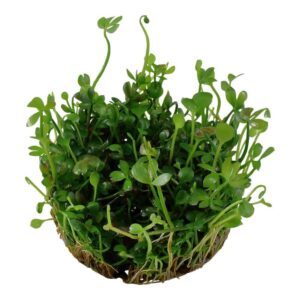 Tropica 010 Tissue Culture Marsilea hirsuta green carpet plant with clover-like leaves in a circular pot.