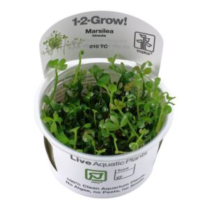 Tropica 010 Tissue Culture Marsilea hirsuta in clear container, showcasing lush green leaves for aquarium use.