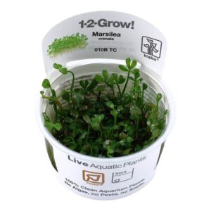 Live Marsilea minuta tissue culture plant in container, ideal for aquariums, labeled 1-2-Grow! by Tropica.