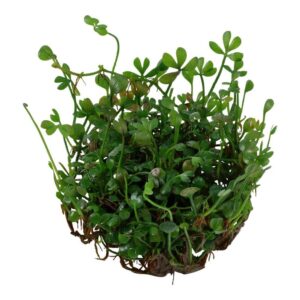 Tropica 010B Tissue Culture - Marsilea Minuta plant, a small hardy fern with tiny green leaves, ideal for aquariums.