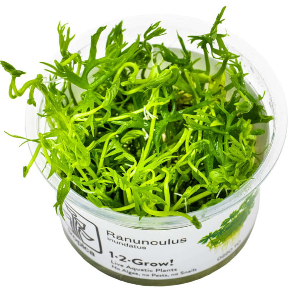 Tropica 022C Tissue Culture - Ranunculus inundatus in a clear cup, vibrant green aquatic plant for aquariums.