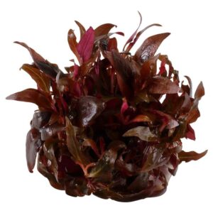 Tropica 023C Tissue Culture - Alternanthera reineckii Mini plant in a closed cup, showcasing vibrant red and green foliage.