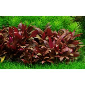 Vibrant Tropica 023C Alternanthera reineckii Mini tissue culture plant on green aquarium backdrop.