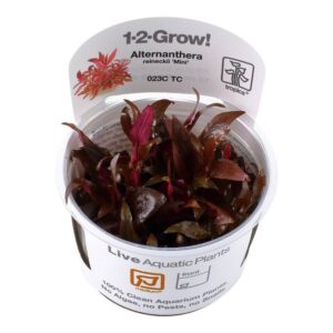 Tropica 023C Tissue Culture Alternanthera reineckii Mini in a clear cup, showcasing compact growth of vibrant aquatic plant.