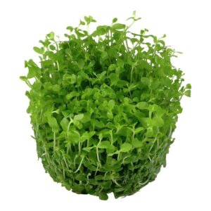 Tropica 025 Tissue Culture Micranthemum tweediei Monte Carlo with lush, vibrant green leaves in a round shape.