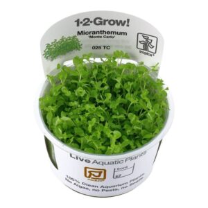 Tropica 025 Tissue Culture Micranthemum tweediei Monte Carlo live aquatic plant in a white container with vibrant green leaves.
