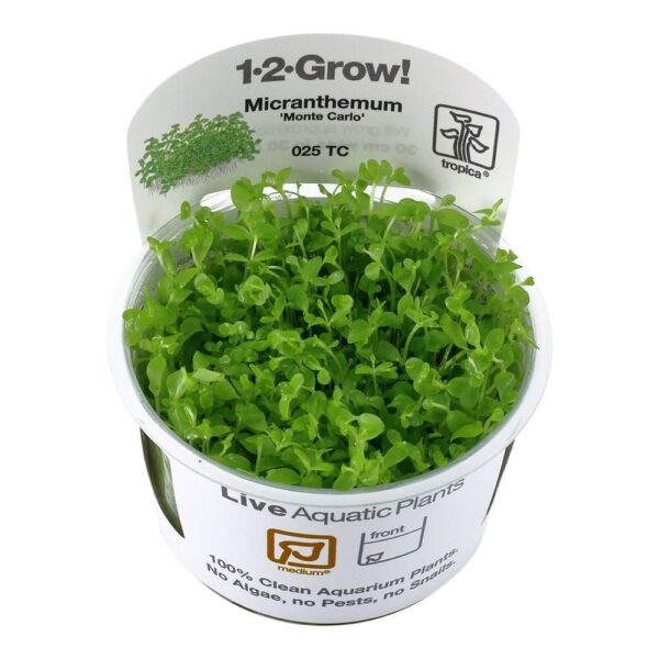 Tropica 025 Tissue Culture Micranthemum tweediei Monte Carlo live aquatic plant in a white container with vibrant green leaves.