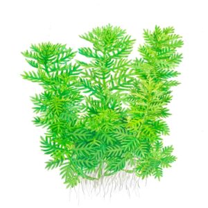 Tropica 027 Tissue Culture - Hottonia palustris aquarium plant with vibrant green leaves and roots.