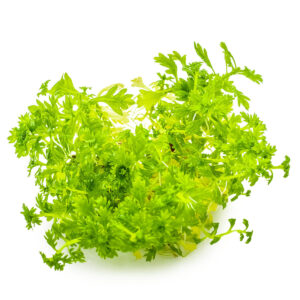 Tropica 027 Tissue Culture - Hottonia palustris aquarium plant in tissue culture, featuring lush green leaves.