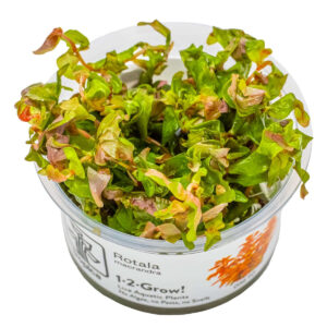 Tropica 032 Tissue Culture - Rotala macrandra aquarium plant in a closed cup, showcasing vibrant green and red leaves.