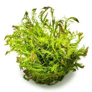 Tropica 032A Tissue Culture - Rotala wallichii aquarium plant in closed cup, vibrant green with red tips.