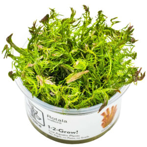 Tropica 032A Tissue Culture - Rotala wallichii aquarium plant in a closed cup, ideal for backgrounds and midgrounds.