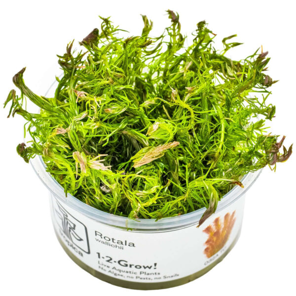 Tropica 032A Tissue Culture - Rotala wallichii aquarium plant in a closed cup, ideal for backgrounds and midgrounds.