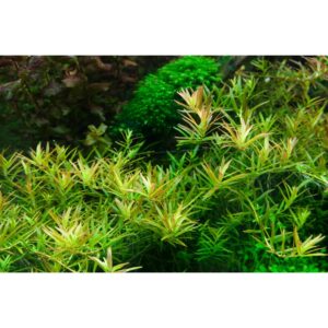 Healthy Rotala rotundifolia 'H’ra' tissue culture plant in an aquarium setting, showcasing vibrant green and yellow foliage.