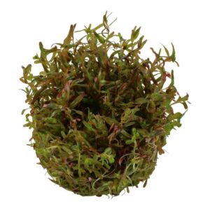 Tissue culture plant Rotala rotundifolia Hra in a closed cup, showcasing lush green foliage for aquariums.