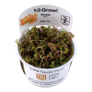 Tropica Tissue Culture Rotala 'H'ra' plant in closed cup packaging for aquarium use.
