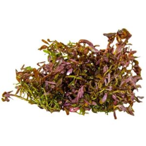 Tropica 032D Tissue Culture Rotala Rotundifolia Blood Red aquarium plant in tissue culture cup, showcasing vibrant red-pink foliage.