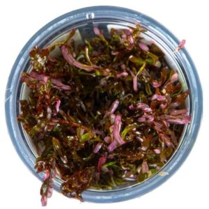 Tropica 032D Tissue Culture Rotala Rotundifolia Blood Red in a clear cup, showcasing vibrant red and green aquatic plant.