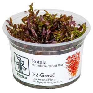 Tropica 032D Tissue Culture Rotala Rotundifolia 'Blood Red' aquatic plant in a clear cup, showcasing vibrant red foliage.