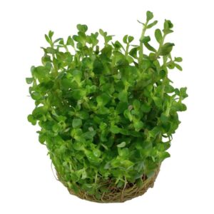Tropica 033E Tissue Culture - Rotala indica Bonsai in a round pot, showcasing vibrant green foliage for aquarium use.