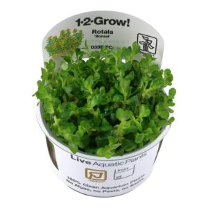 Tropica Tissue Culture Rotala indica Bonsai in a pot, ideal for aquariums, featuring vibrant green leaves.