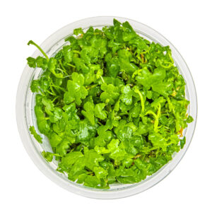 Tropica 039B Tissue Culture - Hydrocotyle tripartita aquarium plant in a clear cup.