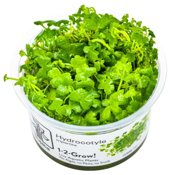 Tropica 039B Tissue Culture - Hydrocotyle tripartita aquarium plant in closed cup, vibrant green leaves.