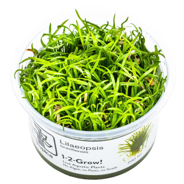 Tropica 040 Tissue Culture - Lilaeopsis brasiliensis in a closed cup for aquarium planting.