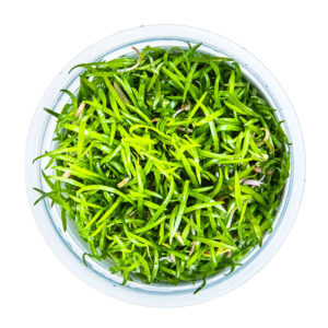 Tropica 040 Tissue Culture - Lilaeopsis brasiliensis aquarium plant in tissue culture cup.