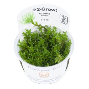 Tropica 042 Tissue Culture Gratiola Viscidula in a clear container with lush green aquatic plant. Perfect for aquarium enthusiasts.