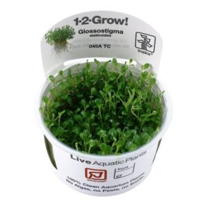 Tropica 045A tissue culture container with Glossostigma elatinoides for aquariums, labeled 1-2-Grow! Live aquatic plants.