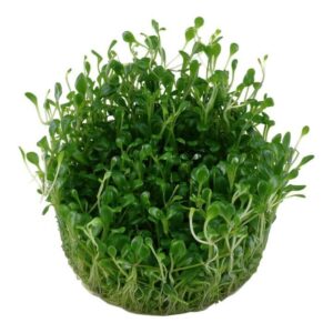 Tropica 045A Tissue Culture - Glossostigma Elatinoides in a clear container, showcasing lush green foreground aquarium plant.