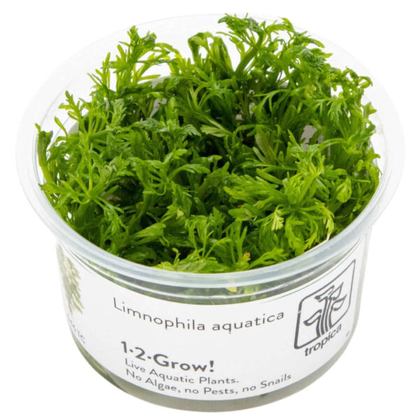 Tropica 046 Tissue Culture - Limnophila aquatica aquarium plant in a cup, featuring lush green finely branched leaves.