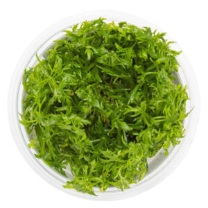 Tropica 046 Tissue Culture - Limnophila aquatica in clear cup, vibrant light-green leaves, aquarium plant.
