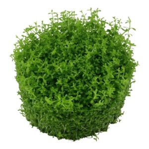 Tropica Tissue Culture Micranthemum callitrichoides Cuba in a round, lush green cluster for aquarium decor.