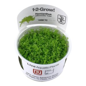 Tropica 048B Hemianthus callitrichoides Cuba tissue culture in a clear container for aquarium planting.