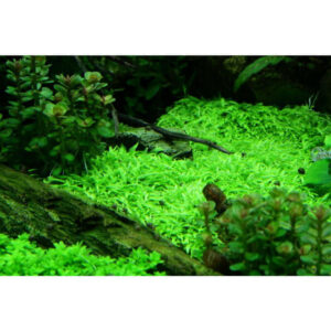 Lush green Utricularia graminifolia tissue culture in an aquarium setting with aquatic plants and driftwood.