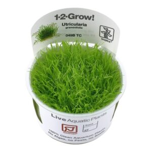 Tropica 049B Tissue Culture Utricularia graminifolia live aquatic plant in packaging, ideal for aquariums, vibrant green grass-like appearance.