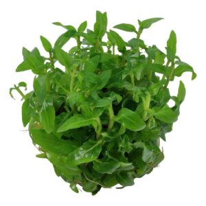 Lush green Staurogyne repens tissue culture plant, ideal for aquarium foreground, showcasing healthy foliage.