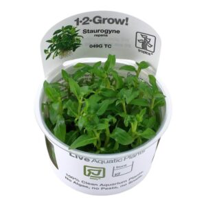 Tropica 049G Tissue Culture Staurogyne repens in a clear container, ideal for aquarium foreground planting.