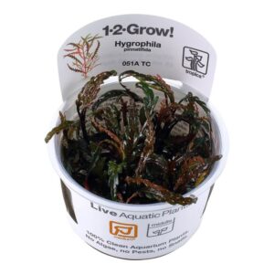 Tropica 051A Tissue Culture Hygrophila pinnatifida in a closed cup for aquariums, featuring unique burgundy and green leaves.