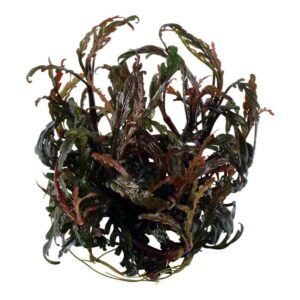 Tropica 051A Tissue Culture - Hygrophila pinnatifida in closed cup, featuring burgundy undersides and green, textured leaves.