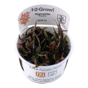 Tropica 051B Tissue Culture Hygrophila lancea Araguaia in a clear container with informational label.