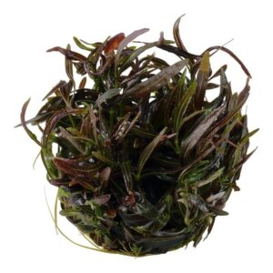 Tropica 051B Tissue Culture Hygrophila lancea Araguaia in a compact ball shape, showcasing vibrant green and reddish leaves.