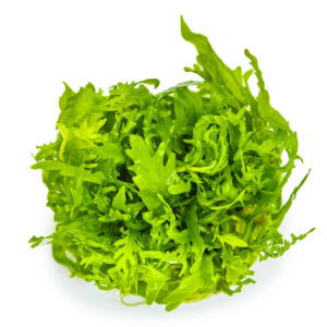 Tropica 051D Tissue Culture - Hygrophila odora vibrant aquarium plant with dense green foliage