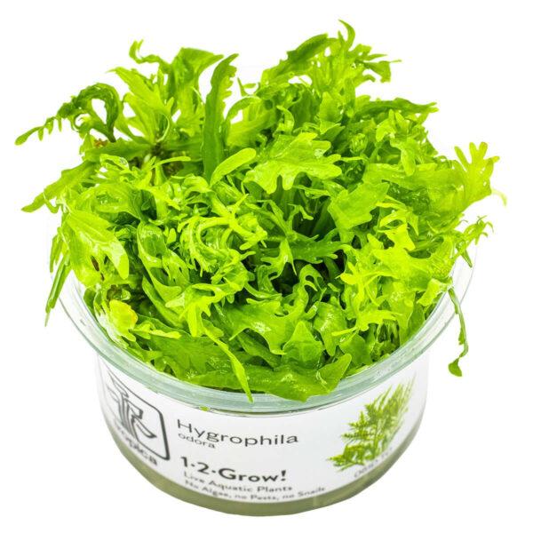 Tropica 051D Tissue Culture - Hygrophila odora vibrant aquarium plant in closed cup for aquascaping.