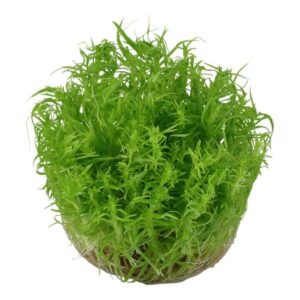 Tropica 053F Pogostemon Deccanensis tissue culture plant in a round container, vibrant green conifer-like stems.