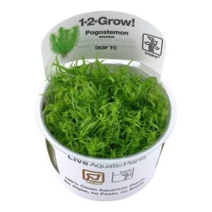 Tropica 053F Tissue Culture Pogostemon erectus in a cup, showcasing vibrant green, conifer-like aquatic plant.