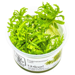 Tropica 053H Tissue Culture - Pogostemon helferi aquarium plant in a closed cup for easy aquascaping.
